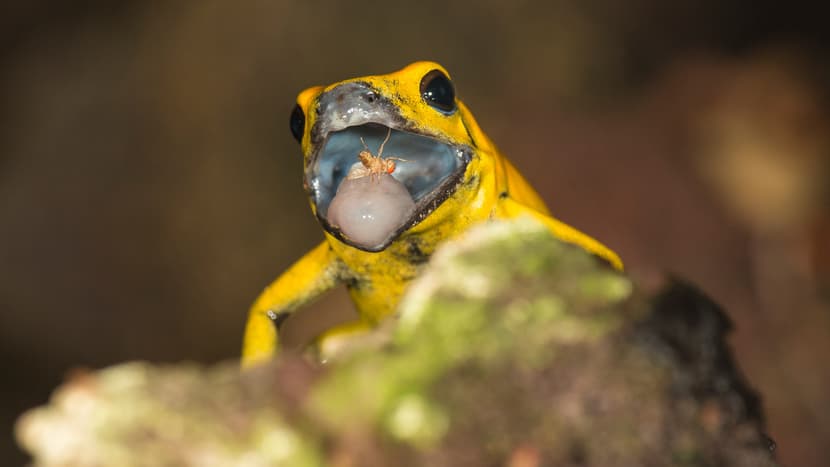 Goldener Pfeilgiftfrosch beim Fressen im Zoo Zürich.