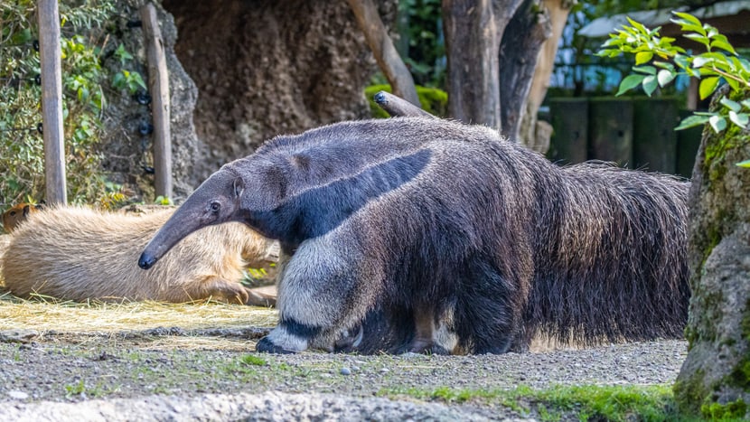 Ameisenbär im Pantanal des Zoo Zürich.