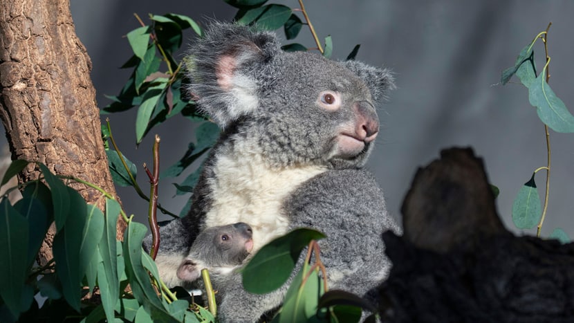 Koala Pippa mit Joey im Zoo Zürich.