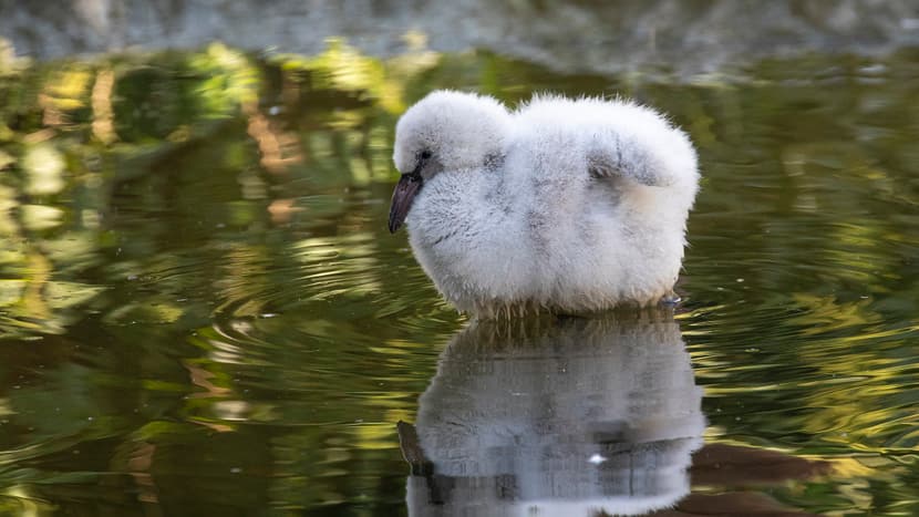 Junger Chile-Flamingo im Pantanal des Zoo Zürich.