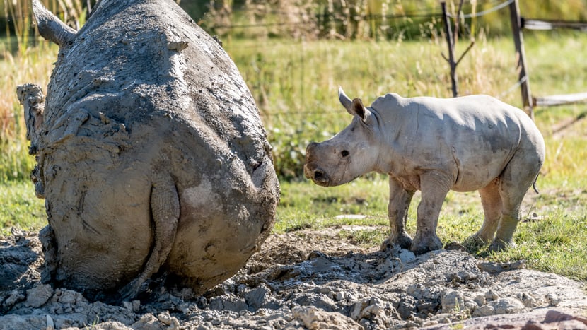 Foto: Zoo Zürich, Marco Schaffner Nashornkalb Ushindi beim ersten Ausflug in die Savanne.