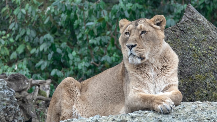 Asiatischer Löwe im Zoo Zürich. 