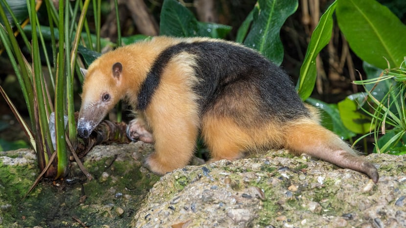 Foto: Zoo Zürich, Enzo Franchini Südlicher Tamandua Lorenzo im Zoo Zürich.