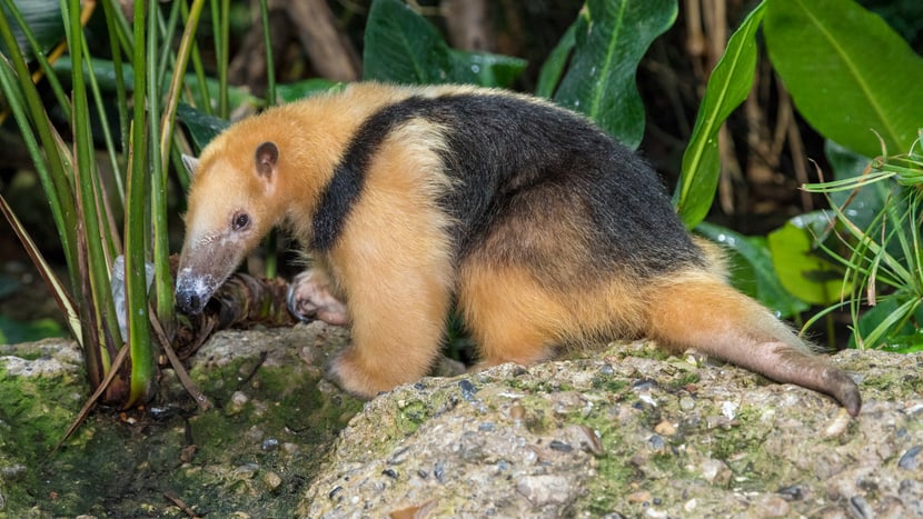 Südlicher Tamandua Lorenzo im Zoo Zürich.