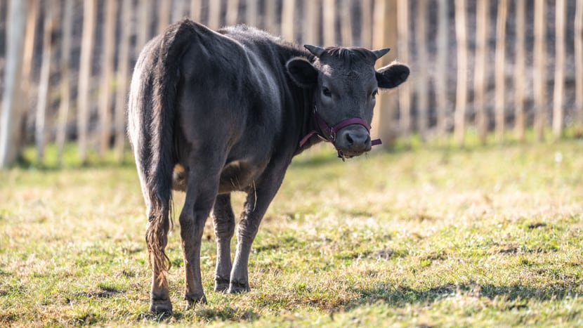 Dahomey-Rind im Zoo Zürich.
