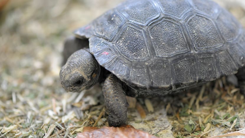 Junge Galapagos-Riesenschildkröte im Zoo Zürich.