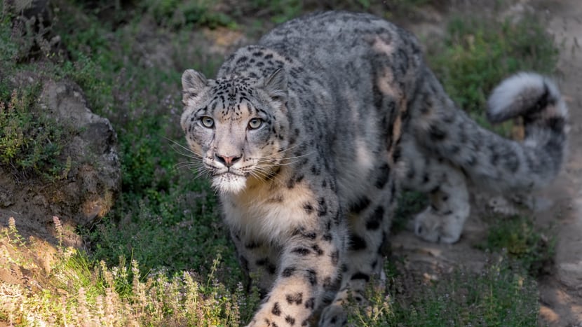 Schneeleopard im Zoo Zürich. 