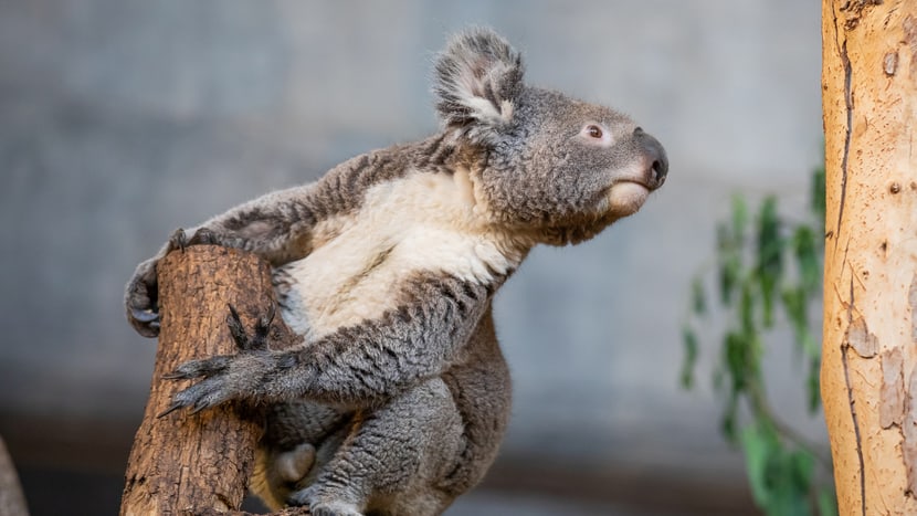 Koala Mikey im Australienhaus im Zoo Zürich.