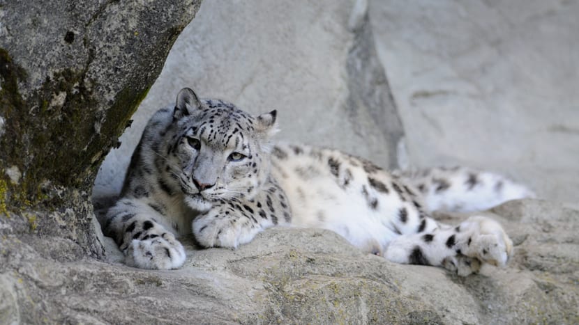 Schneeleopardin Dshamilja im Zoo Zürich.