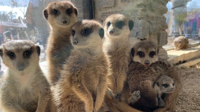 Erdmännchen in der Lewa Savanne des Zoo Zürich.