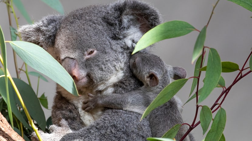 Koala Pippa mit Joey im Zoo Zürich.