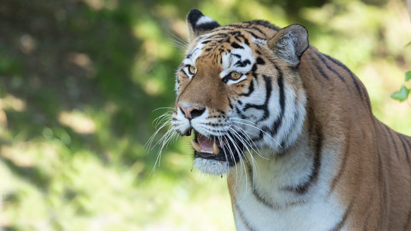 Amurtiger Irina