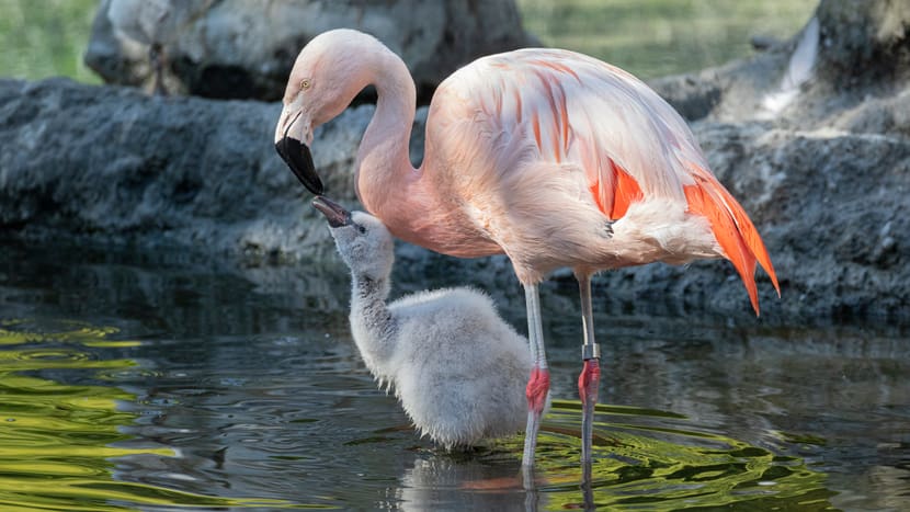 Chile-Flamingo mit Jungtier im Pantanal des Zoo Zürich.