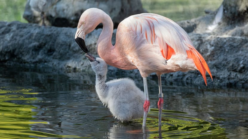 Foto: Zoo Zürich, Enzo Franchini Chile-Flamingo mit Jungtier im Pantanal des Zoo Zürich.