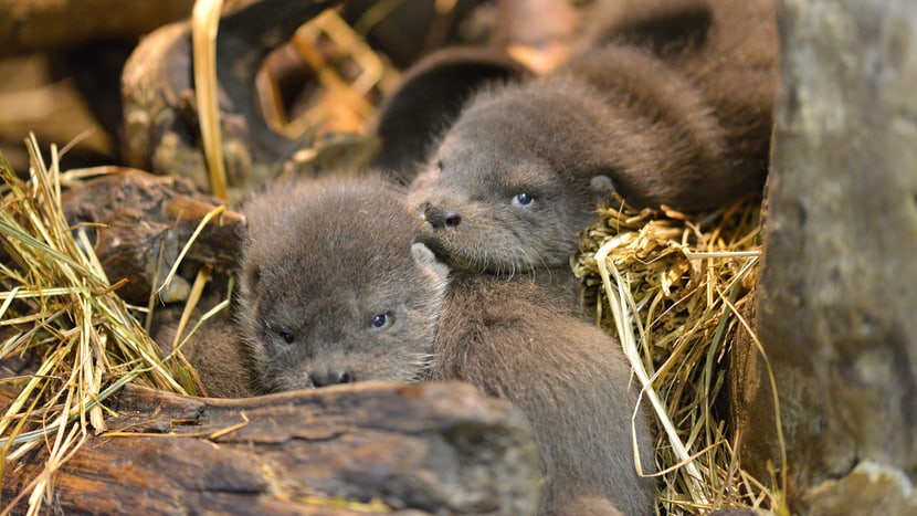Jungtiere bei den Europäischen Fischottern im Zoo Zürich.