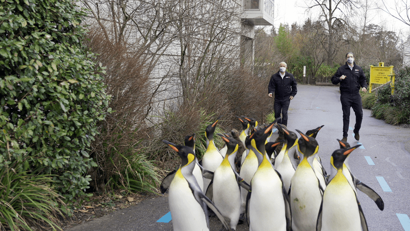 Making-of des Jerusalema-Tanzvideos im Zoo Zürich.