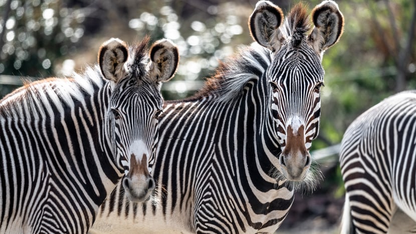Bild: Zoo Zürich, Marco Schaffner Grevyzebras im Zoo Zürich.