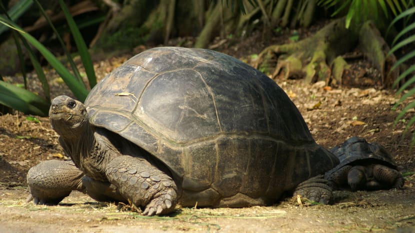 Aldabra-Riesenschildkröte im Masoala Regenwald des Zoo Zürich.