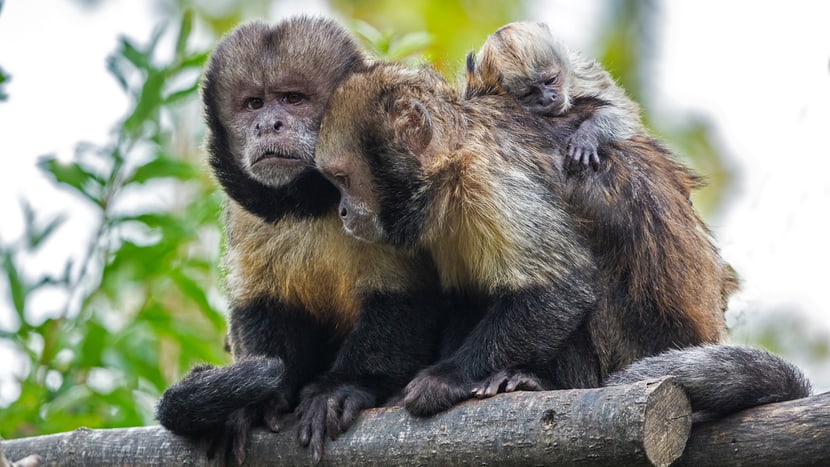 Foto: Zoo Zürich, Enzo Franchini Gelbbrustkapuziner im Pantanal des Zoo Zürich.