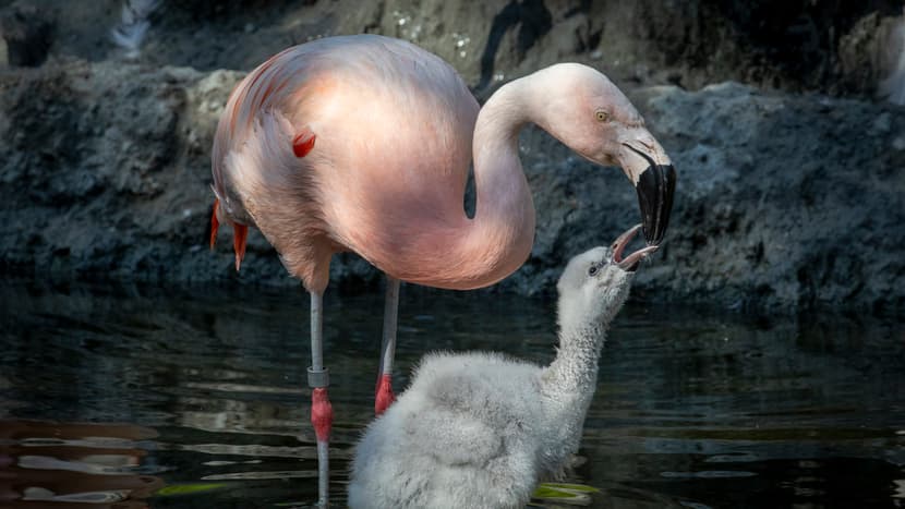 Chile-Flamingo mit Jungtier im Pantanal des Zoo Zürich.