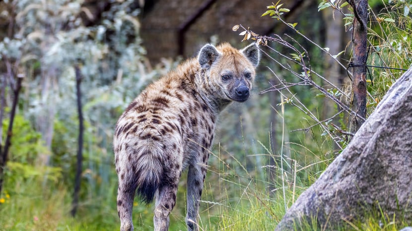 Tüpfelhyäne Tesi in der Lewa Savanne des Zoo Zürich.