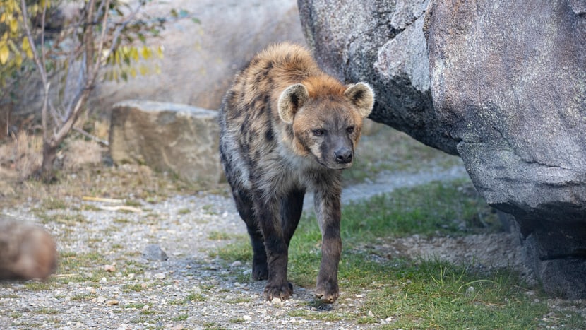 Foto: Zoo Zürich, Enzo Franchini Tüpfelhyäne Masangao in der Lewa Savanne des Zoo Zürich.