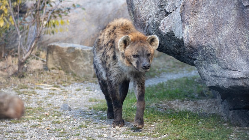 Tüpfelhyäne Masangao in der Lewa Savanne des Zoo Zürich.