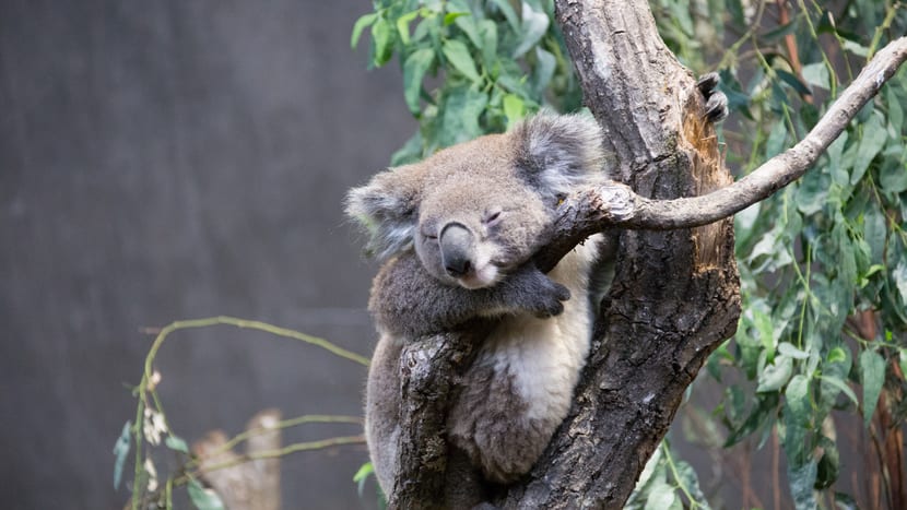 Koala Mikey im Australienhaus im Zoo Zürich.