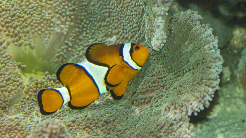 Foto: Zoo Zürich, Enzo Franchini Falscher Clown-Anemonenfisch im Aquarium des Zoo Zürich.