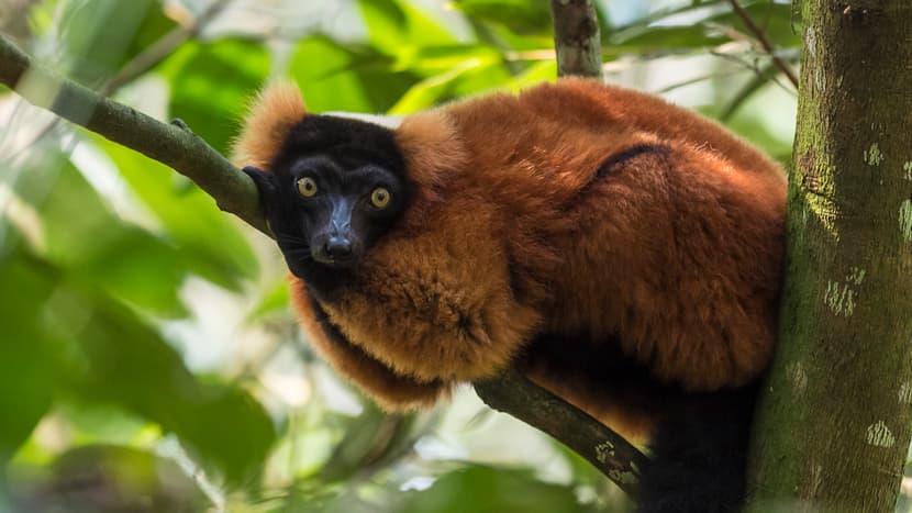 Red ruffed lemur in the Masoala Rainforest at Zoo Zurich.