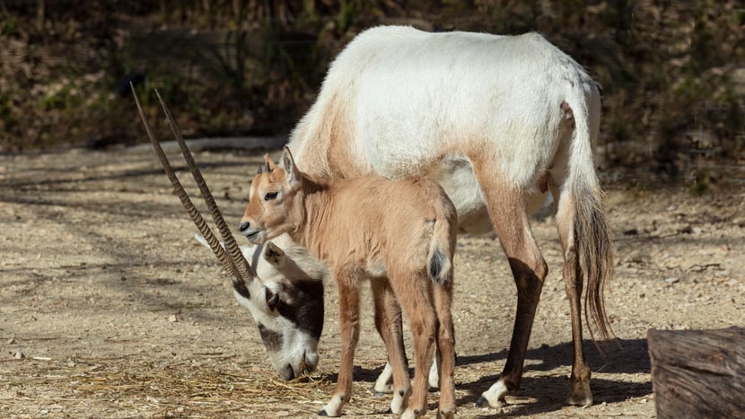 Junge Arabische Oryx im Zoo Zürich.