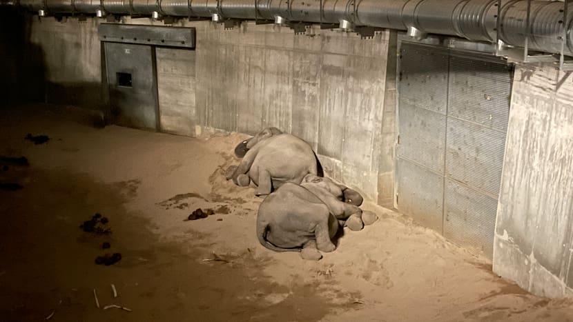 Asiatische Elefanten Farha und Ceyla-Himali schlafen im Managementbereich des Kaeng Krachan Elefantenpark im Zoo Zürich.