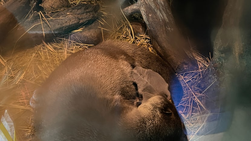 Junge Europäische Fischotter mit Mutter Lulu im Zoo Zürich.