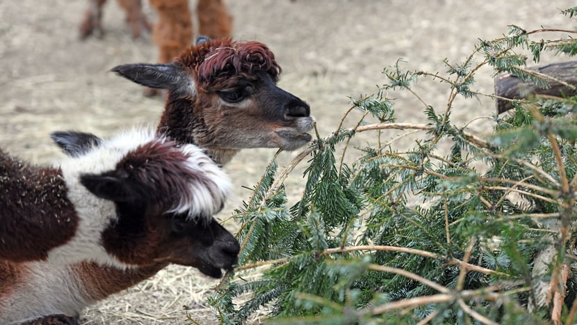 Foto: Zoo Zürich, Dominik Ryser Christbaumverfüttern 2021/2022, Alpakas.