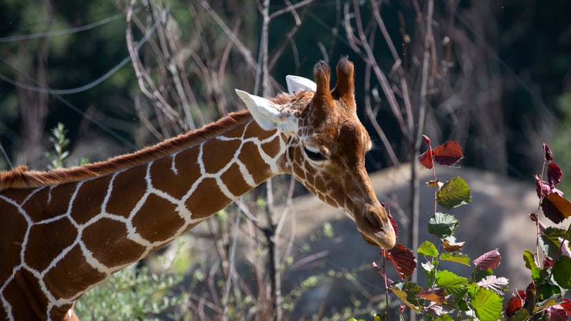 Foto: Zoo Zürich, Peter Bolliger Netzgiraffe Irma in der Lewa Savanne des Zoo Zürich.