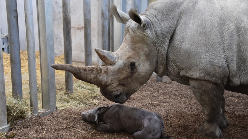 Nashorn Tanda mit neugeborenem Jungtier