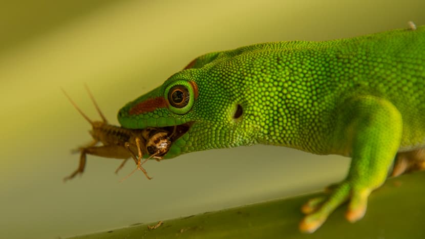 Grosser Madagaskar-Taggecko im Masoala Regenwald des Zoo Zürich.