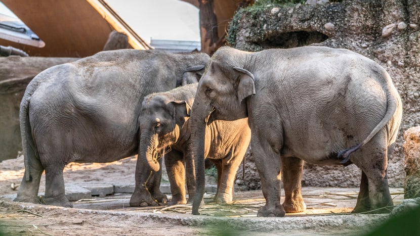 Asiatische Elefanten Ceyla-Himali, Ruwani und Farha im Kaeng Krachan Elefantenpark.