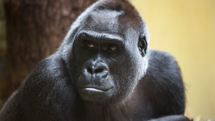 Westlicher Flachlandgorilla Mamitu im Zoo Zürich.