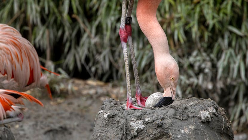 Flamingo im Zoo Zürich mit einem Ei auf dem Bruthügel. 