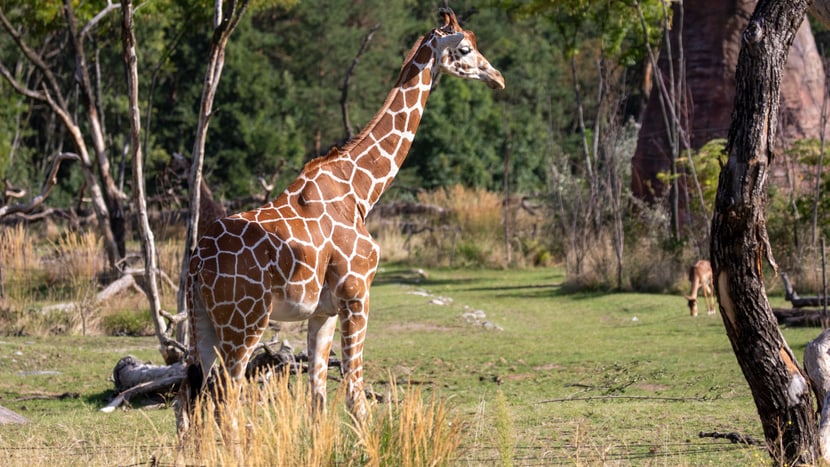 Netzgiraffe Luna in der Lewa Savanne des Zoo Zürich.