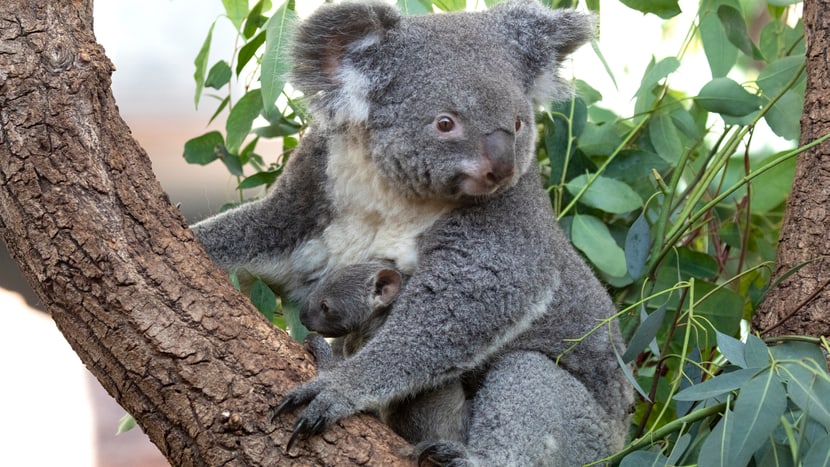 Koala Pippa mit Joey im Zoo Zürich.