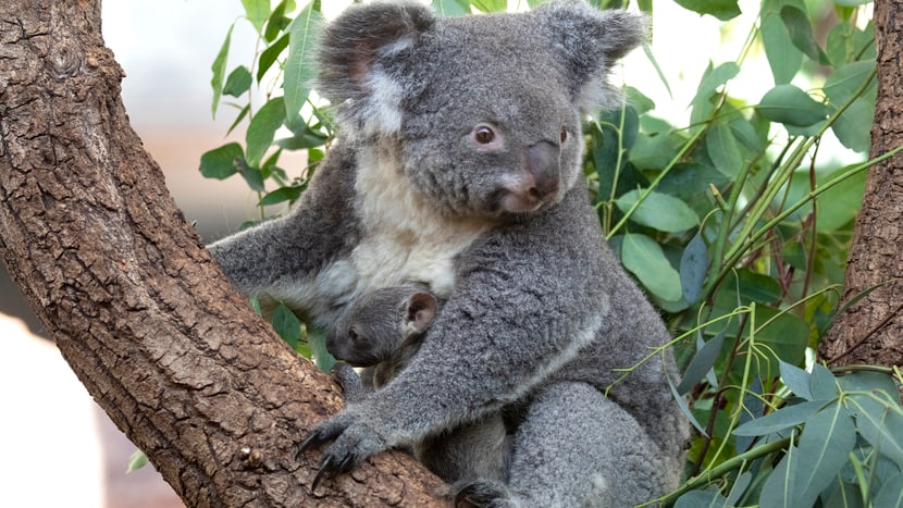 Foto: Zoo Zürich, Enzo Franchini Koala Pippa mit Joey im Zoo Zürich.