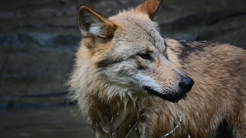 Mongolischer Wolf im Zoo Zürich.