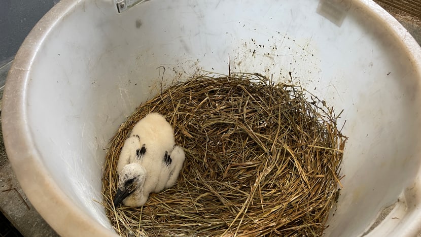 Foto: Nicole Schnyder Stochen-Küken nach seiner Rettung in der Vogelaufzucht des Zoo Zürich.