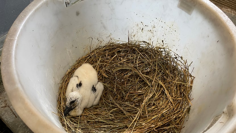 Stochen-Küken nach seiner Rettung in der Vogelaufzucht des Zoo Zürich.