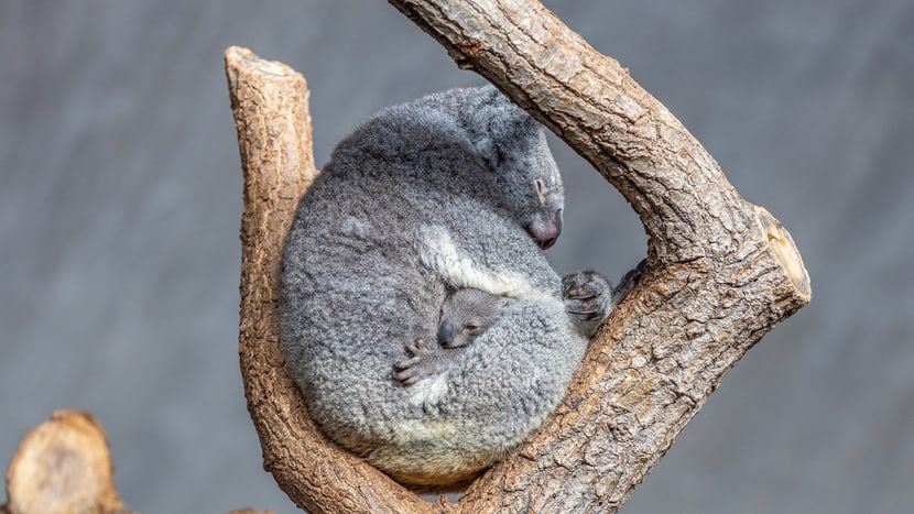 Koala Pippa mit ihrem Jungtier Uki im Zoo Zürich.