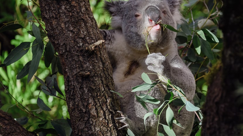 Koala Tarni im Zoo Zürich. 