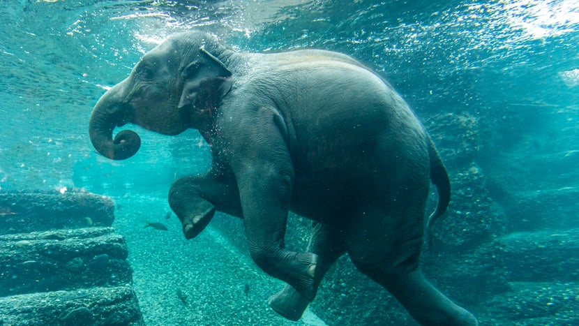 Asiatischer Elefant Ruwani beim Schwimmen im Kaeng Krachan Elefantenpark des Zoo Zürich.