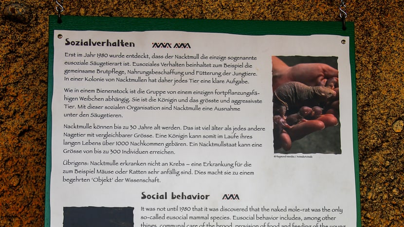 Foto: Zoo Zürich, Rita Schlegel Schild bei der Nacktmullanlage im Lewa Giraffenhaus.